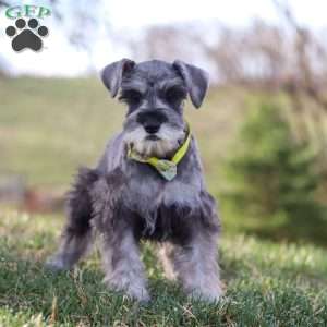 Anne, Miniature Schnauzer Puppy